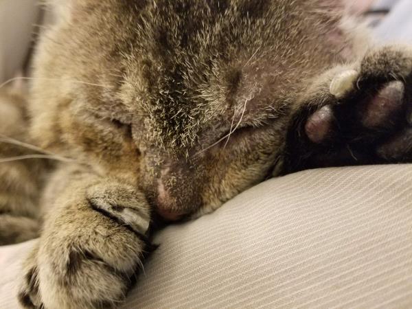 /Images/uploads/Humane Rescue Alliance/HRACalendarPhotoContest/entries/8621thumb.jpg